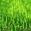 grass field texture with small flowers